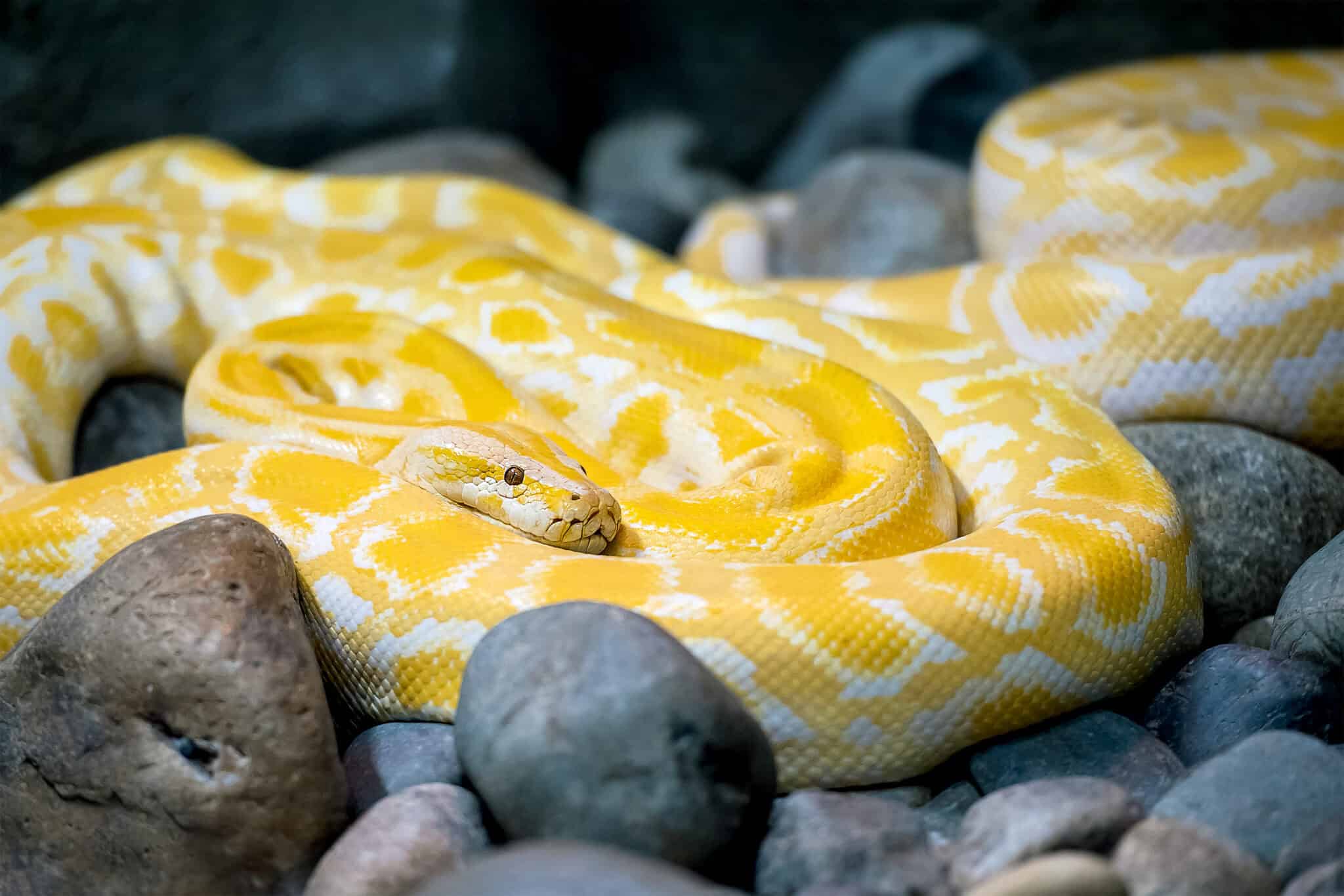 The 19 Most Expensive Snakes You Can Own - Rarest.org