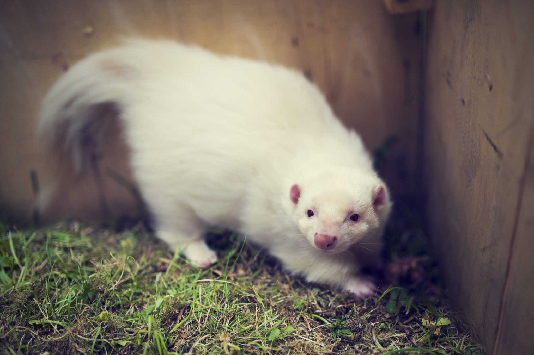 The 17 Rarest Albino Animals in the World - Rarest.org