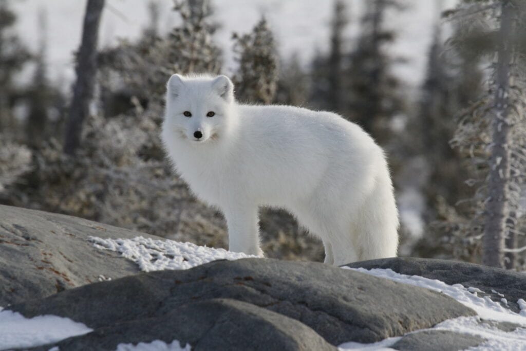 Arctic Fox