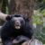 The 15 Rarest Bear Species Around the Globe