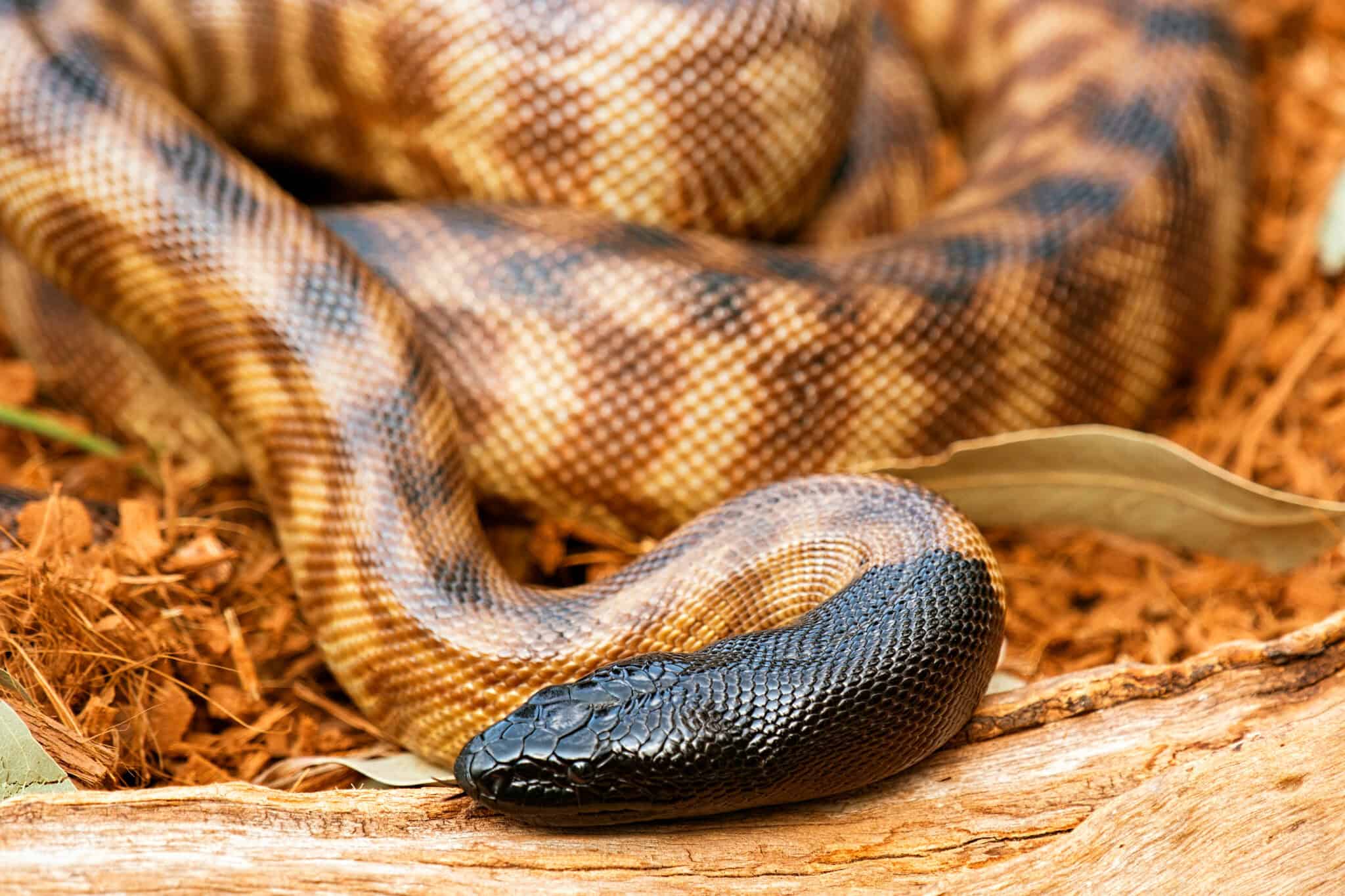 The 19 Most Expensive Snakes You Can Own - Rarest.org