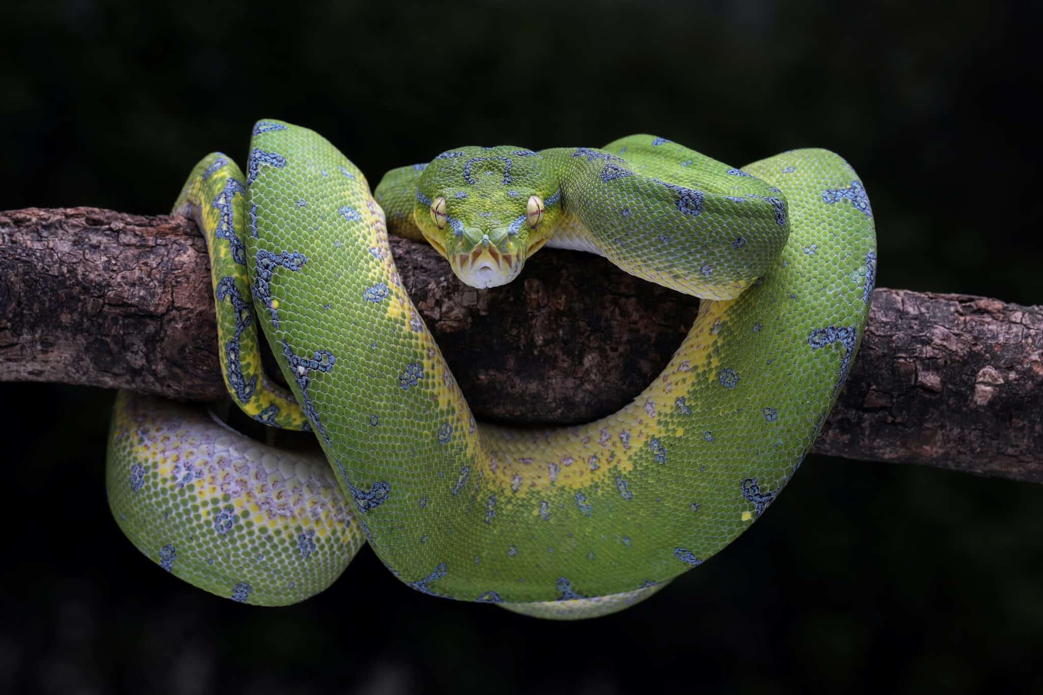 The 19 Most Expensive Snakes You Can Own - Rarest.org