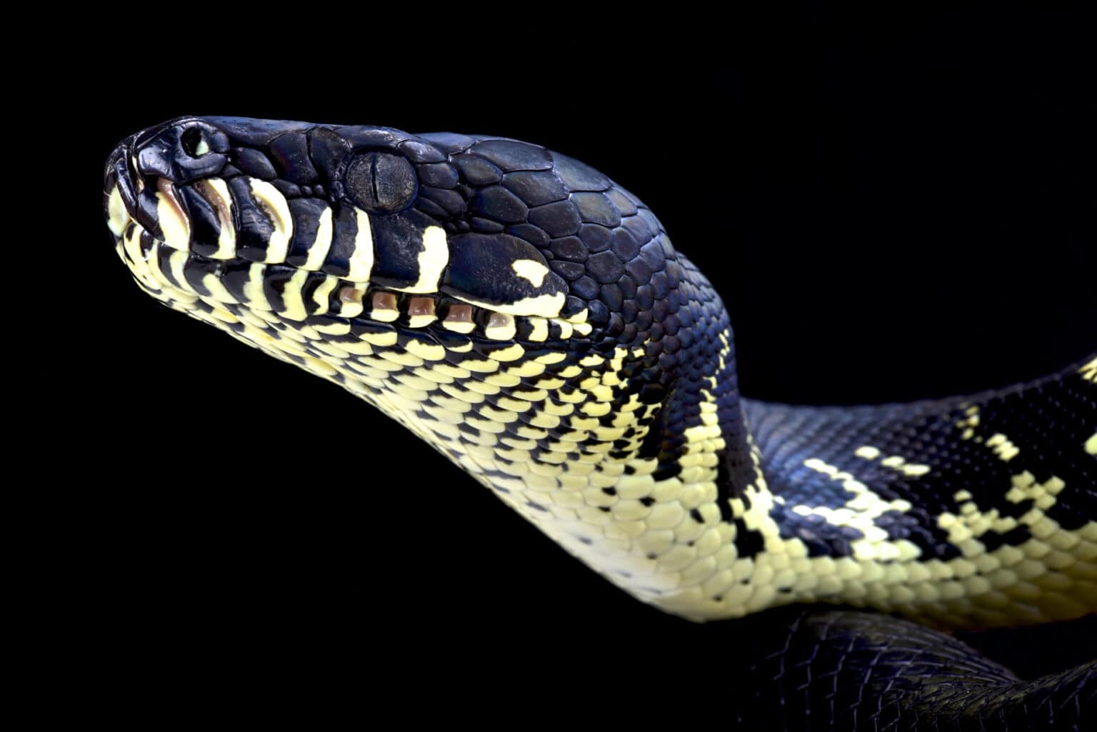 The 19 Most Expensive Snakes You Can Own - Rarest.org