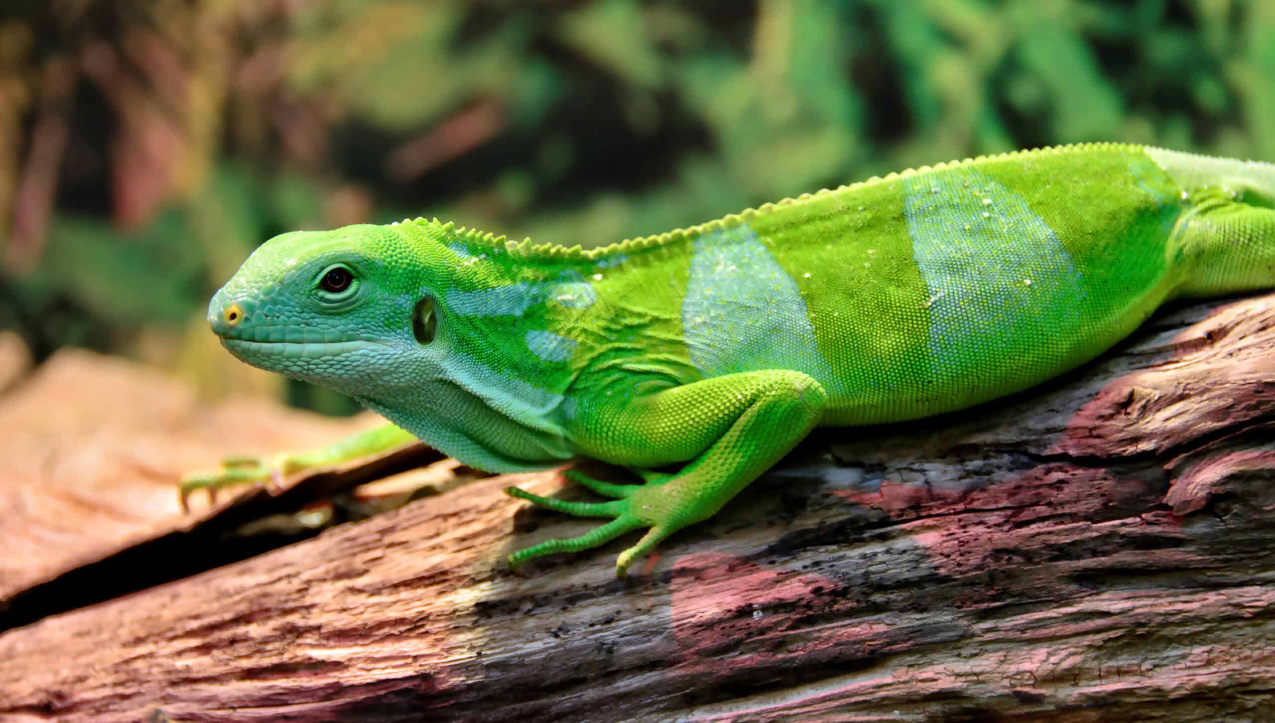 Fiji Banded Iguana