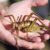 The 15 Rarest Insect Species Found in the World