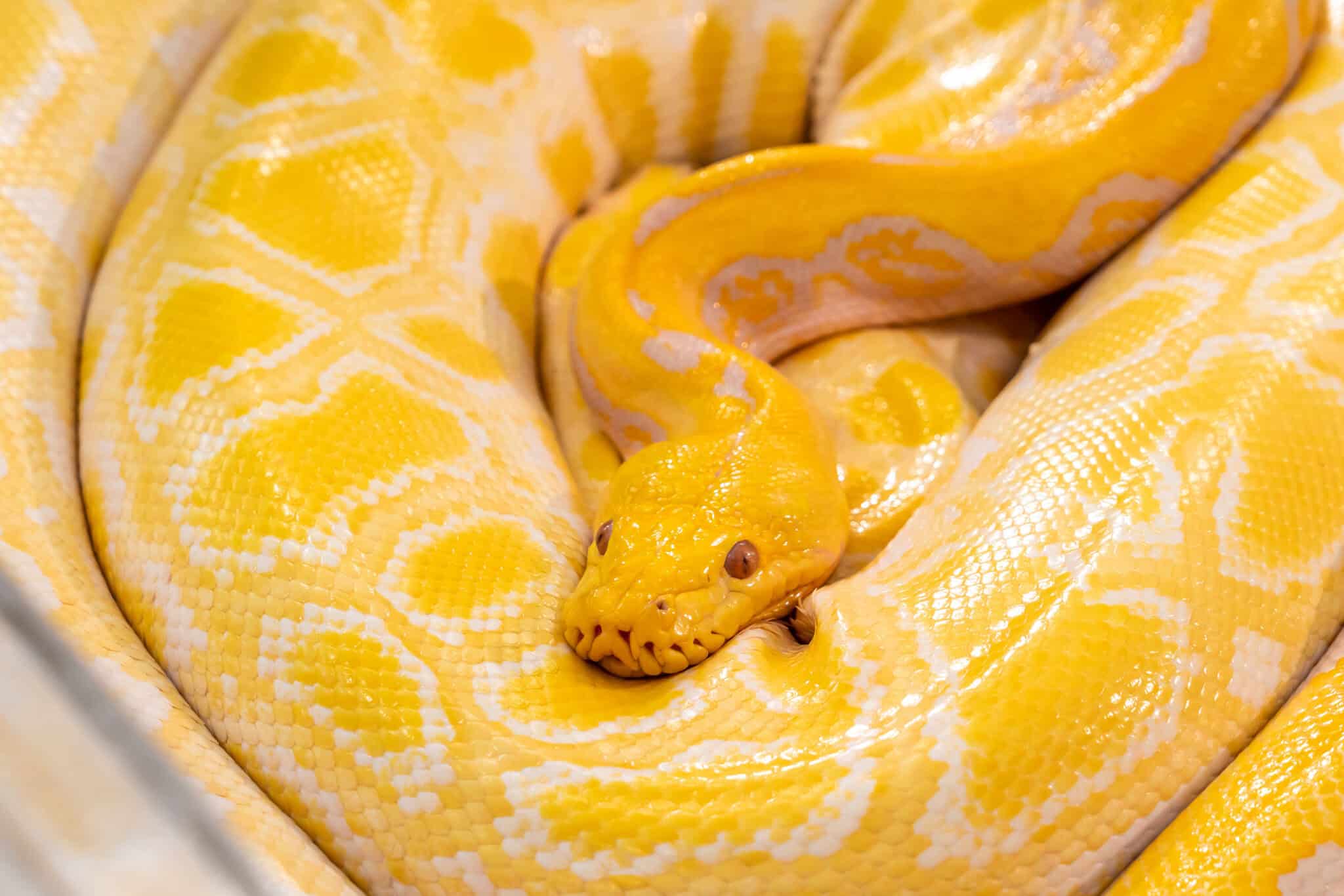 The 19 Most Expensive Snakes You Can Own - Rarest.org