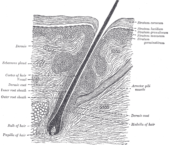 Arrector Pili Muscles