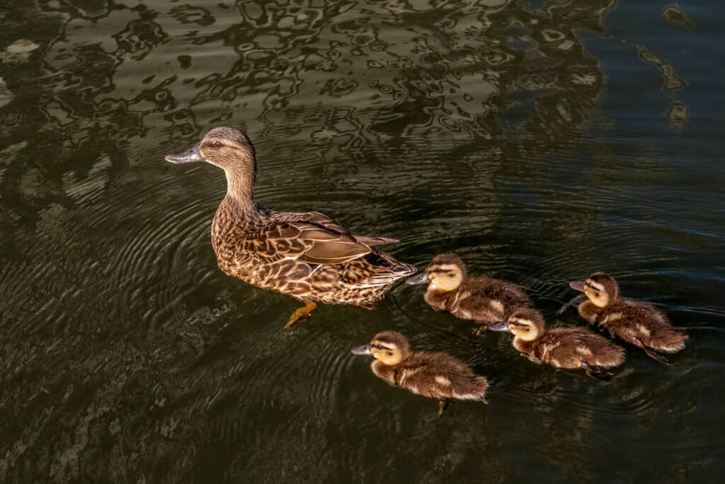 The 20 Rarest Ducks in the World - Rarest.org