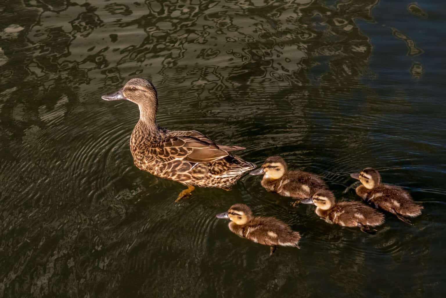 The 20 Rarest Ducks in the World - Rarest.org