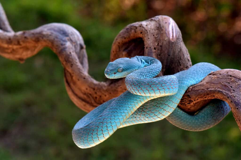 The 19 Most Expensive Snakes You Can Own - Rarest.org