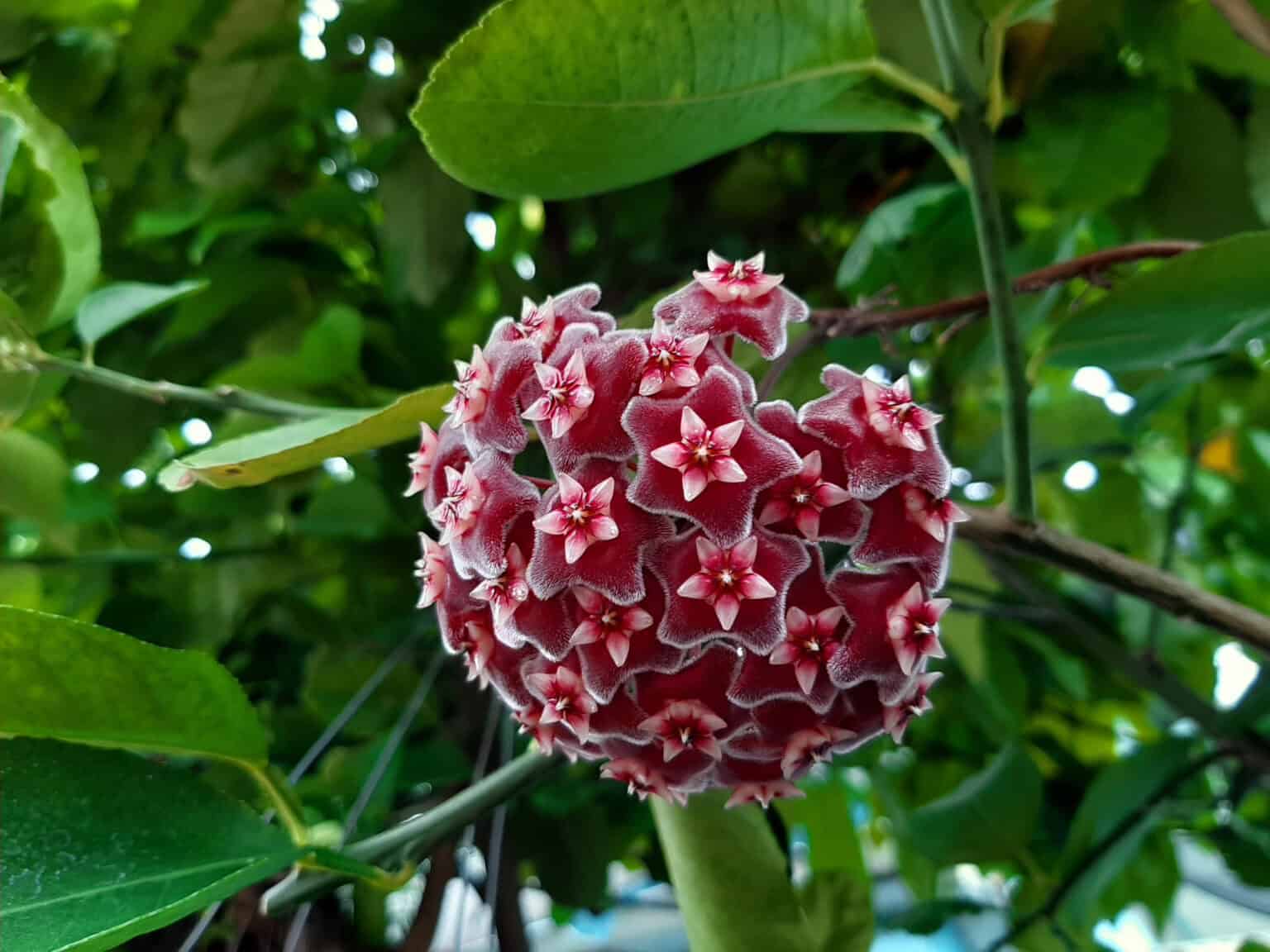 The 14 Rarest Hoya Species in the World - Rarest.org