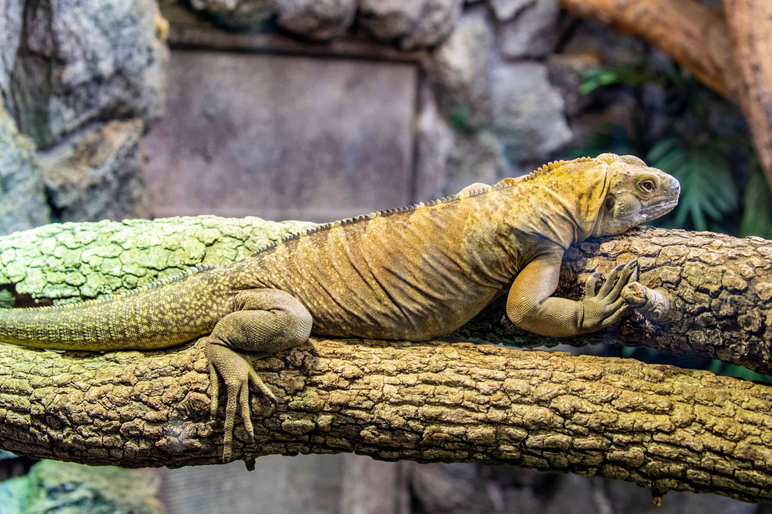 Jamaican Iguana