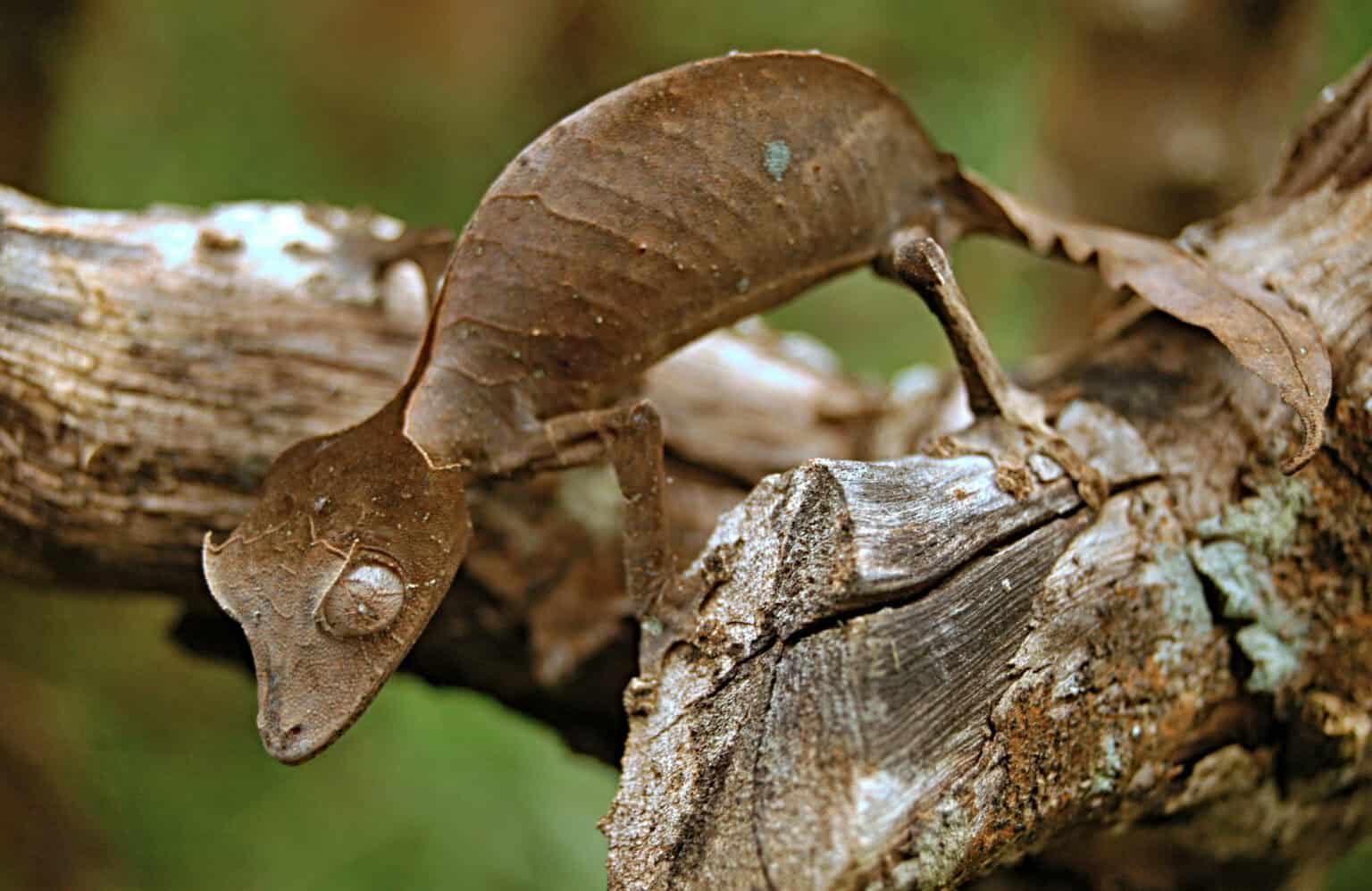 17 Rarely Seen Reptile Species - Rarest.org