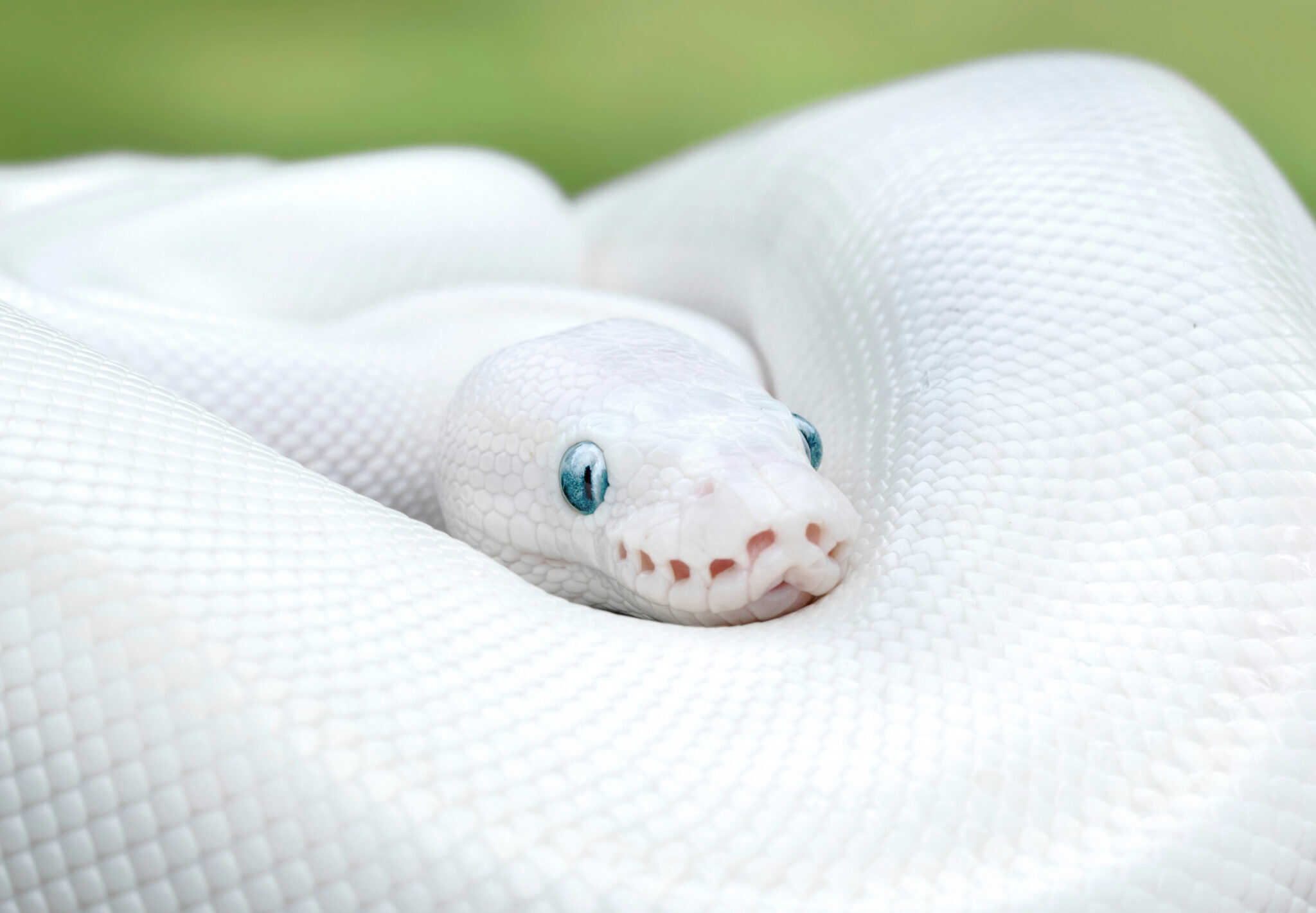 The 19 Most Expensive Snakes You Can Own - Rarest.org