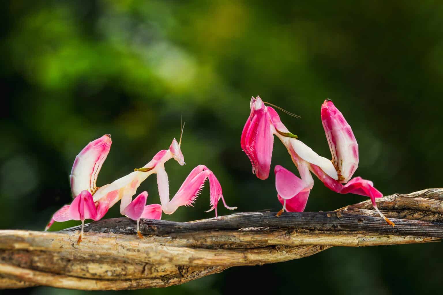 22 Unusual Insects Native to the World's Most Remote Jungles - Rarest.org