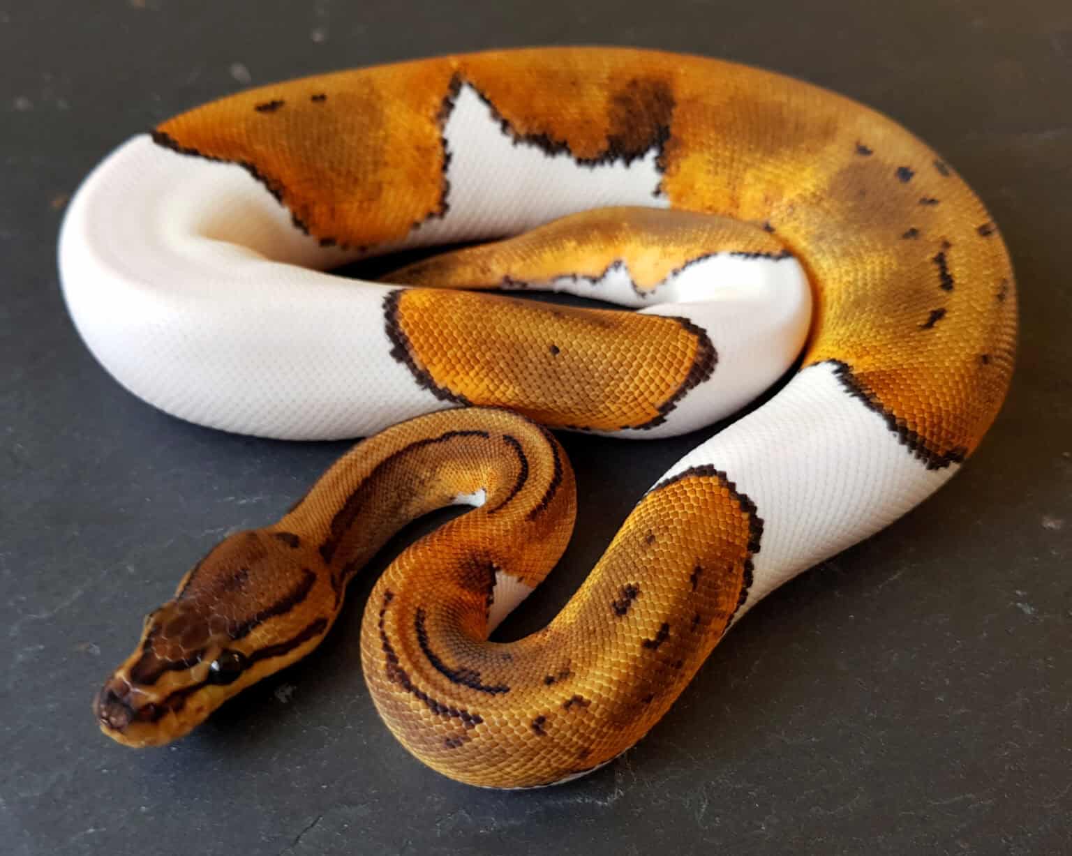 The 19 Most Expensive Snakes You Can Own - Rarest.org