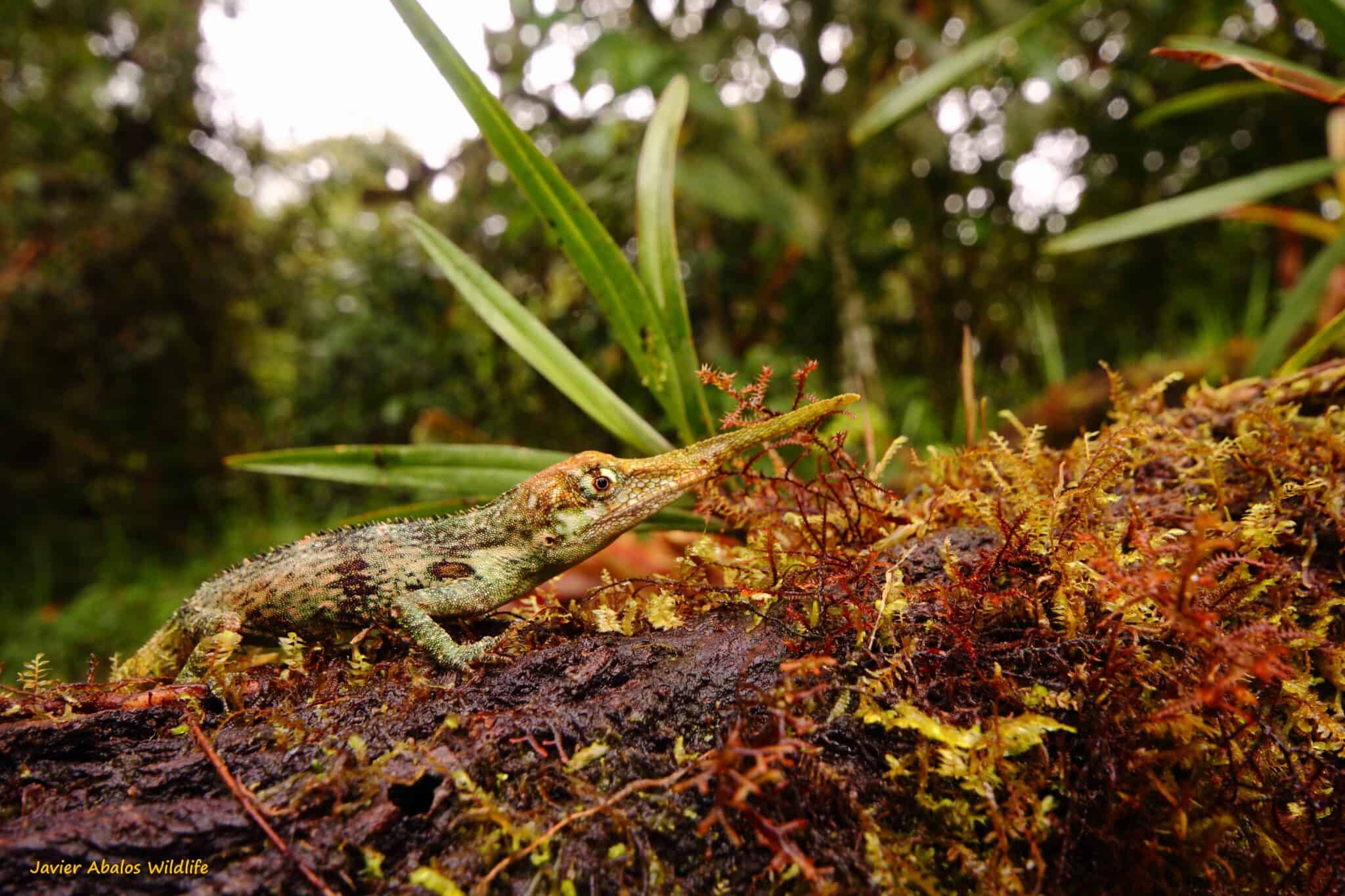 The 16 Rarest Types of Lizards in the World - Rarest.org