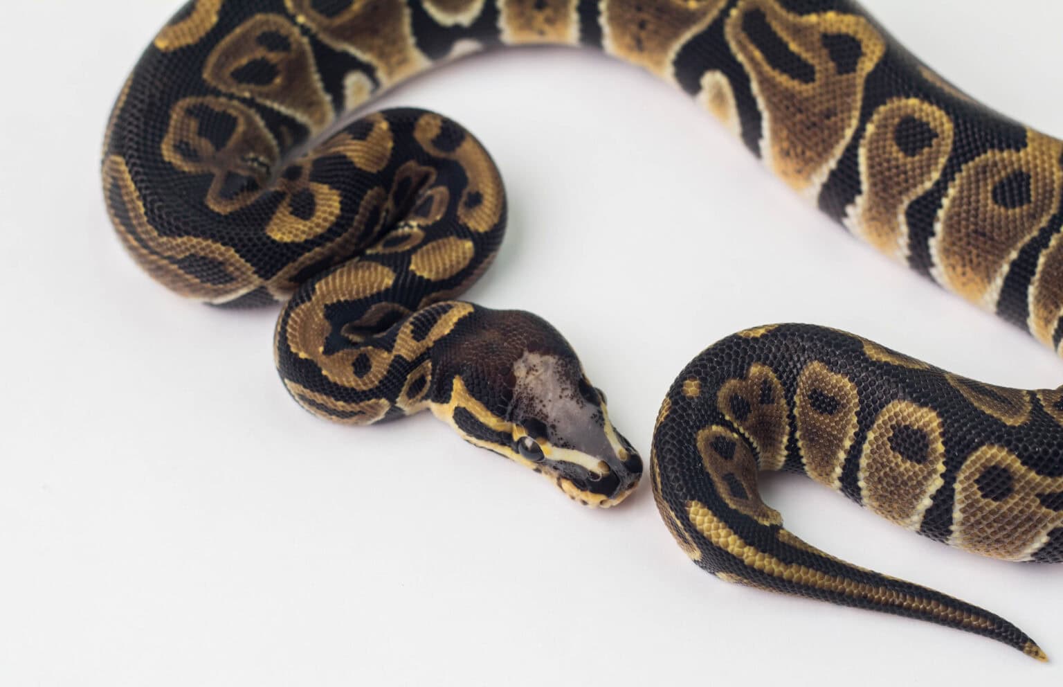 The 19 Most Expensive Snakes You Can Own - Rarest.org