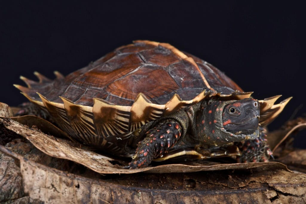 19 Rare Turtle Species You’ve Never Heard Of - Rarest.org