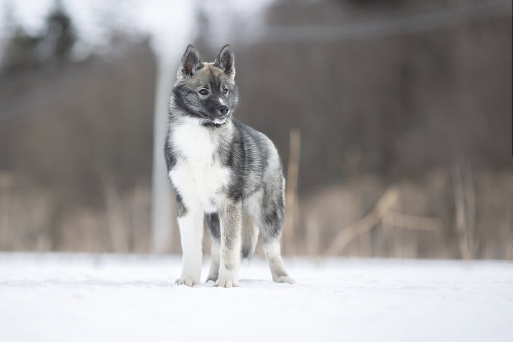 Rarest Siberian Husky Coat Colors And Patterns Rarest Org