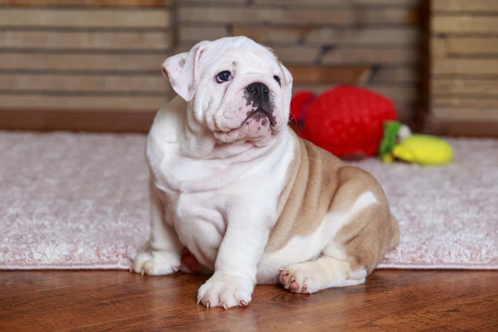 English Bulldog