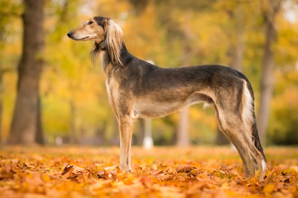 Saluki