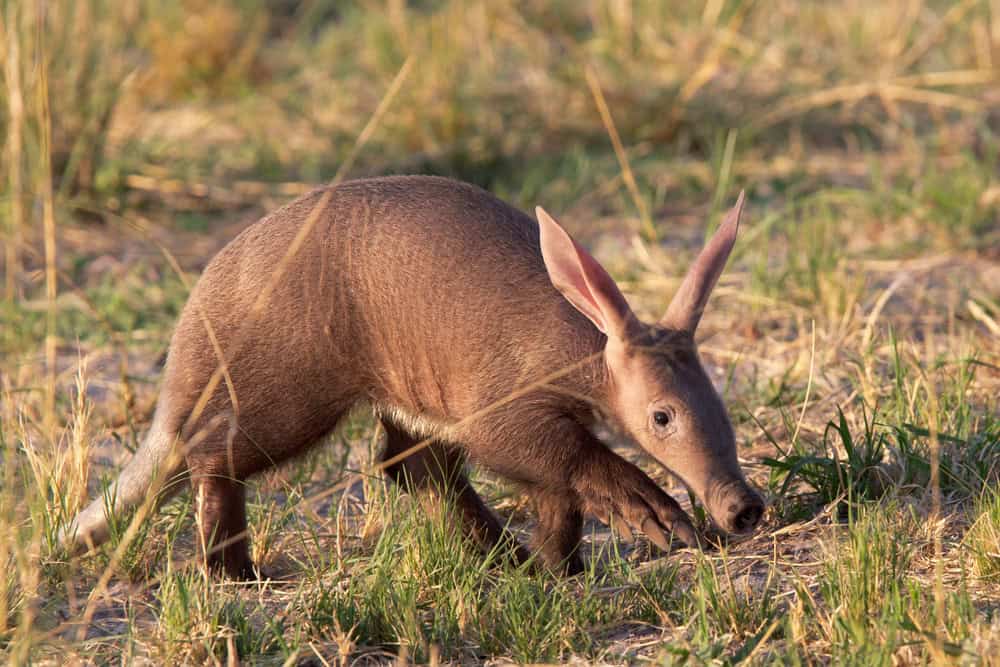 Aardvark