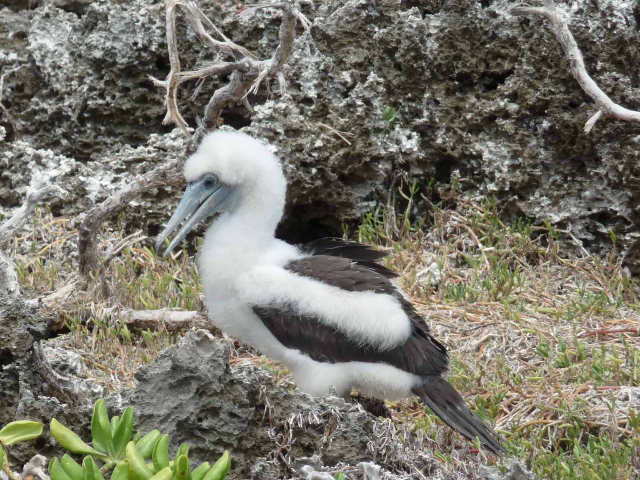 Abbott's Booby