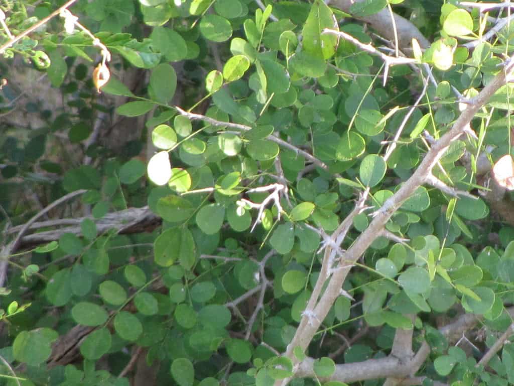 African Blackwood (Dalbergia melanoxylon)