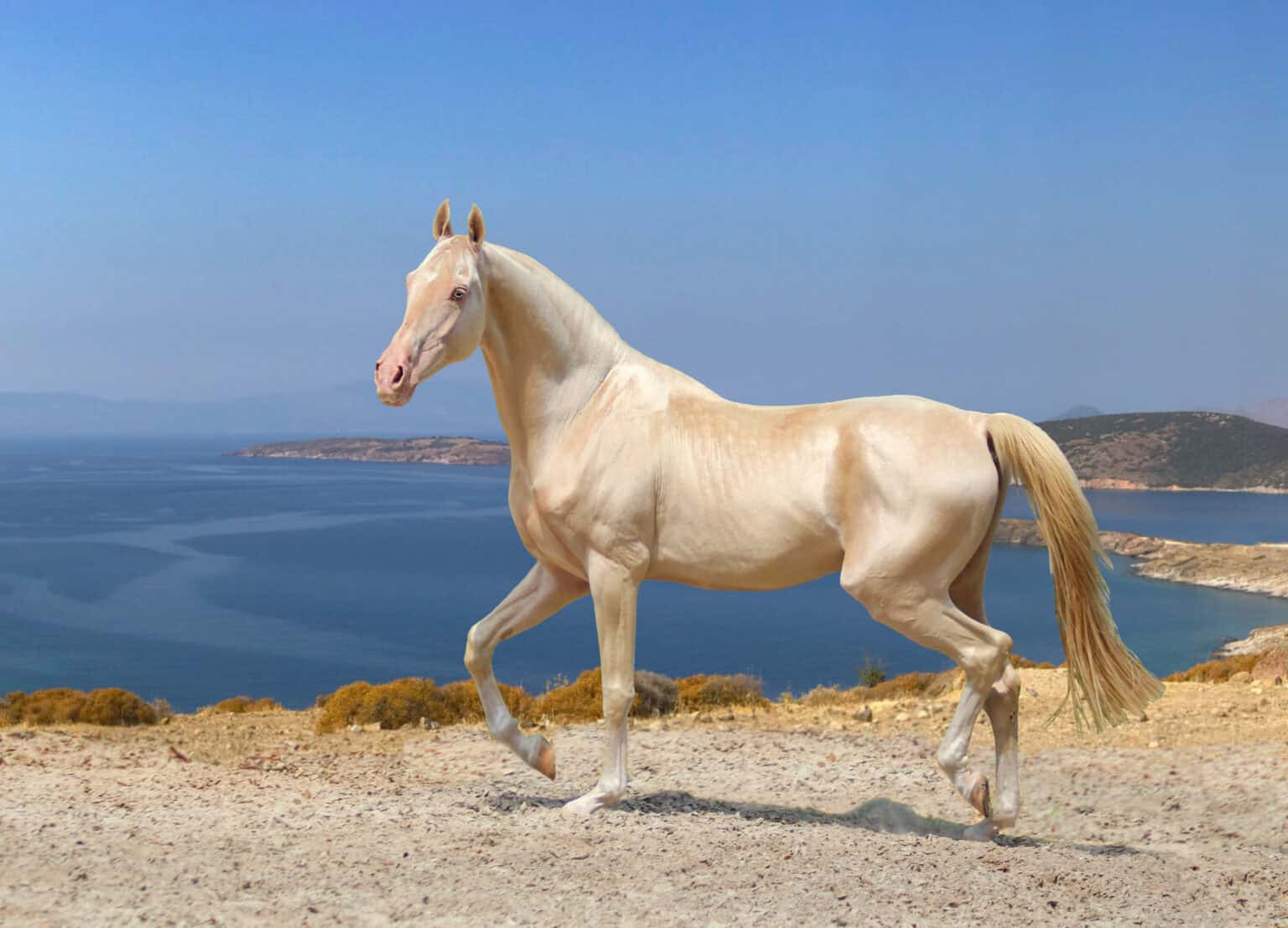 14 Rarest Horse Breeds and Their Historical Significance - Rarest.org