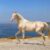 14 Rarest Horse Breeds and Their Historical Significance
