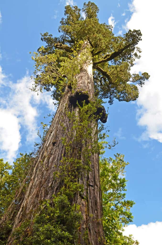 Alerce (Fitzroya cupressoides)