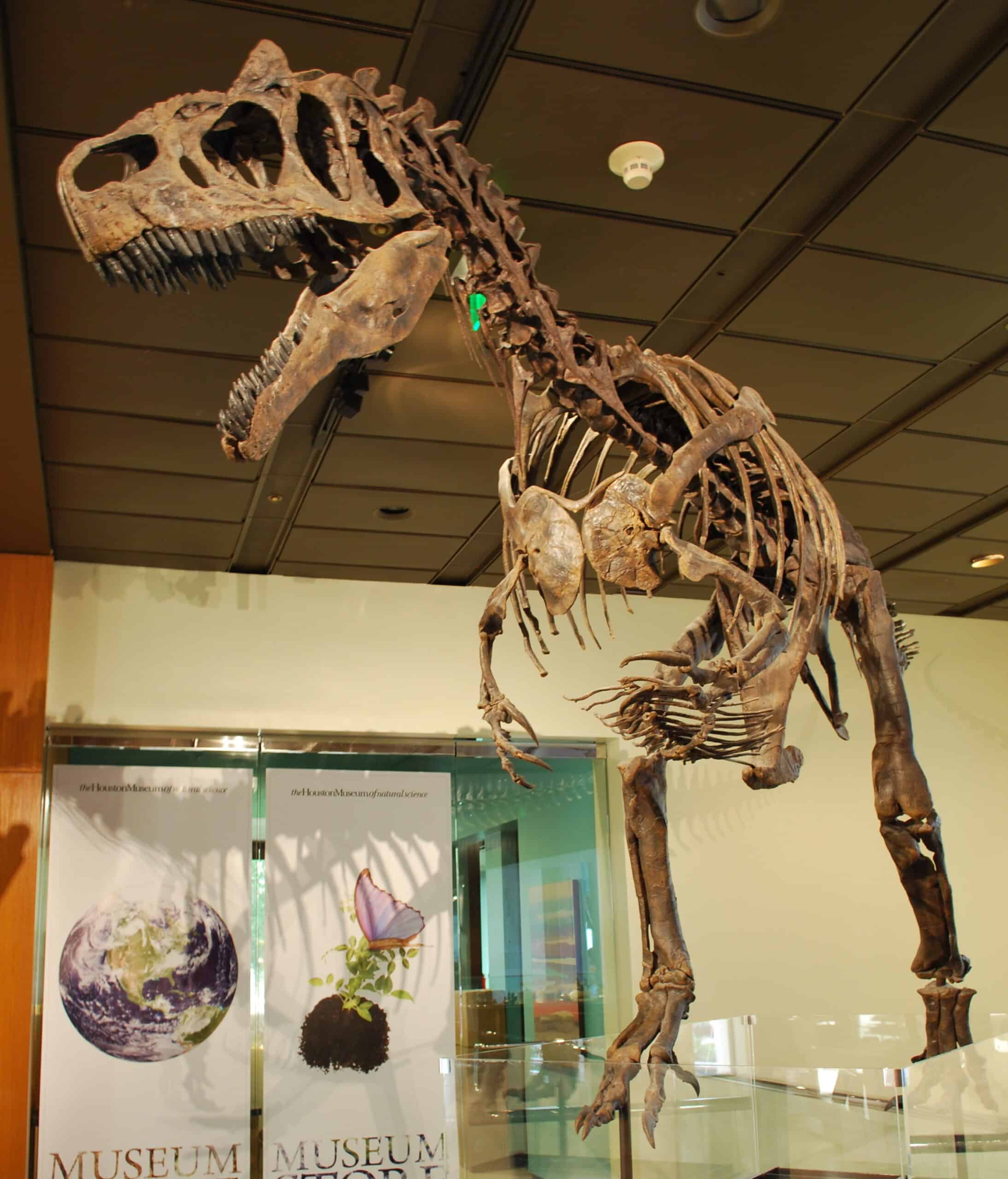 Allosaurus Skeleton Big Al