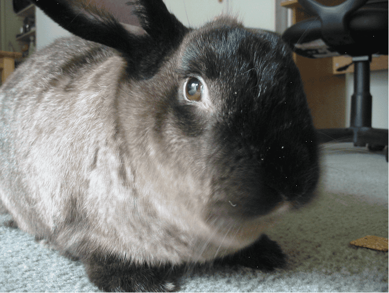 American Sable rabbit