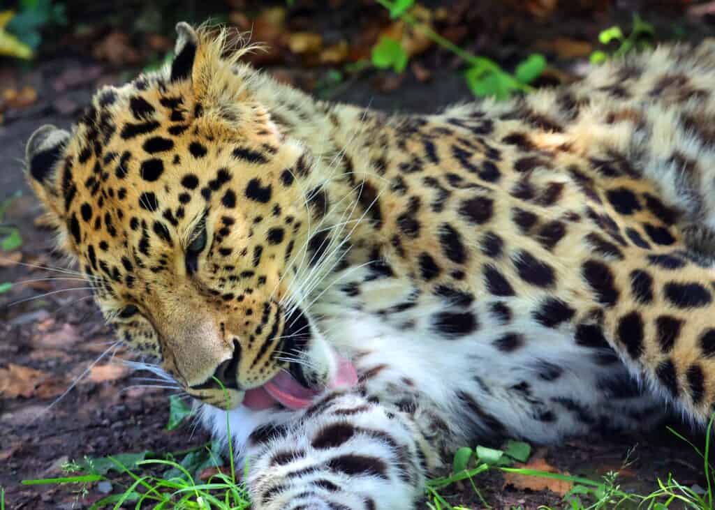 Amur Leopard