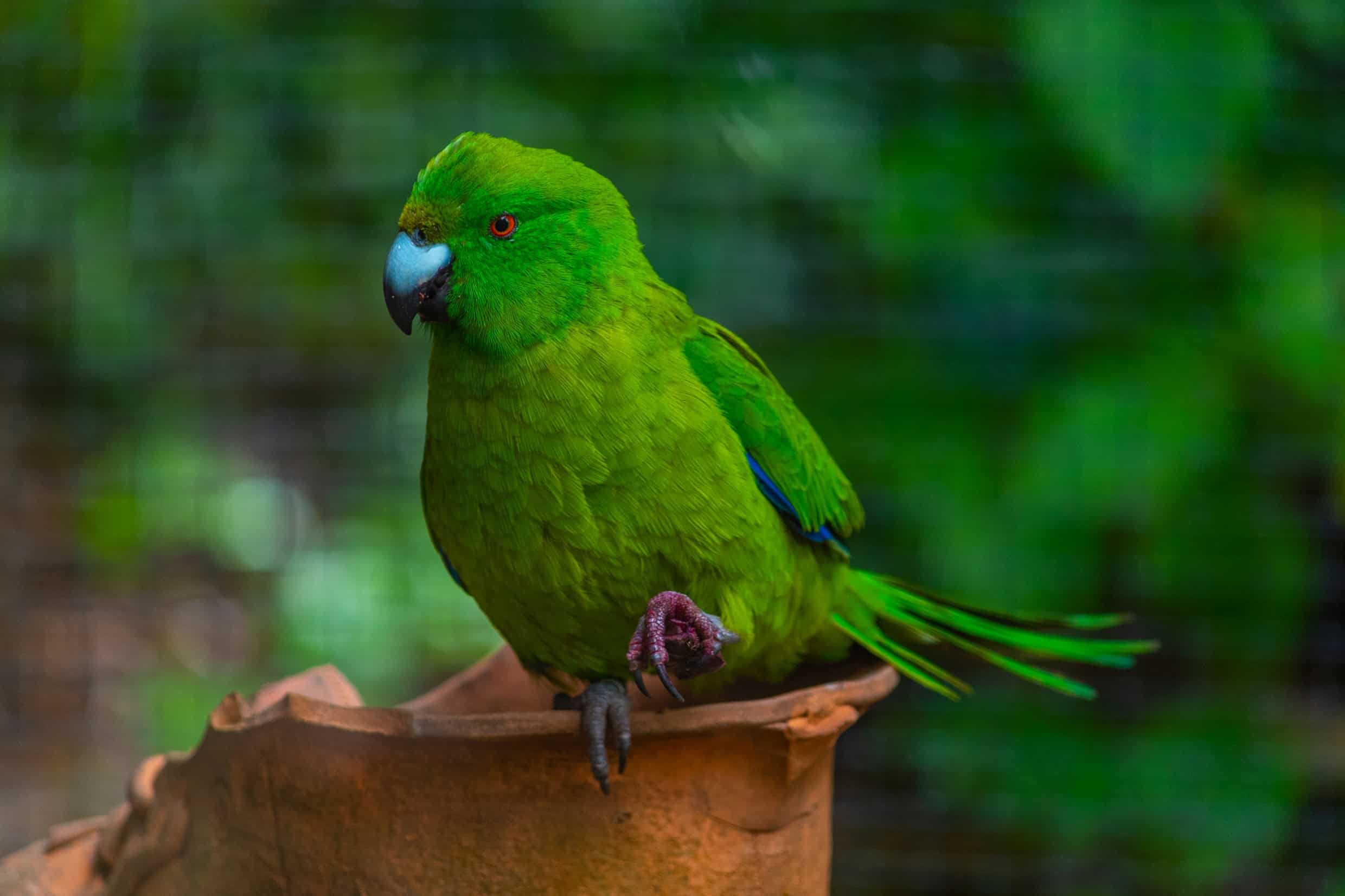 Antipodes Parakeet