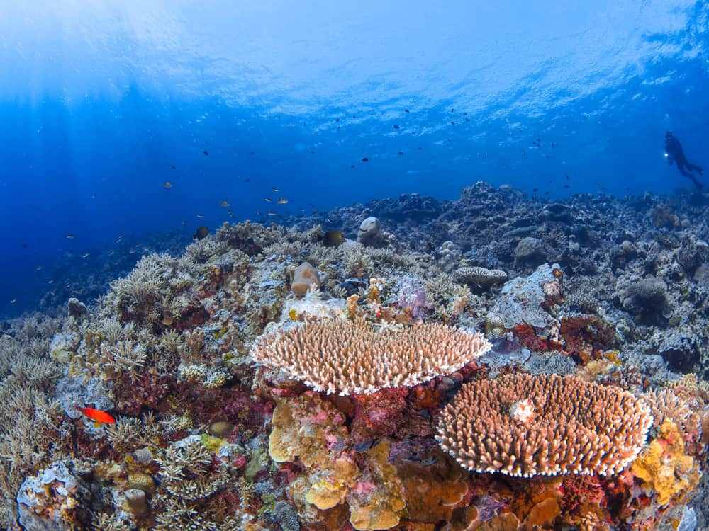 10 Unique and Rare Coral Reefs Around the World - Rarest.org