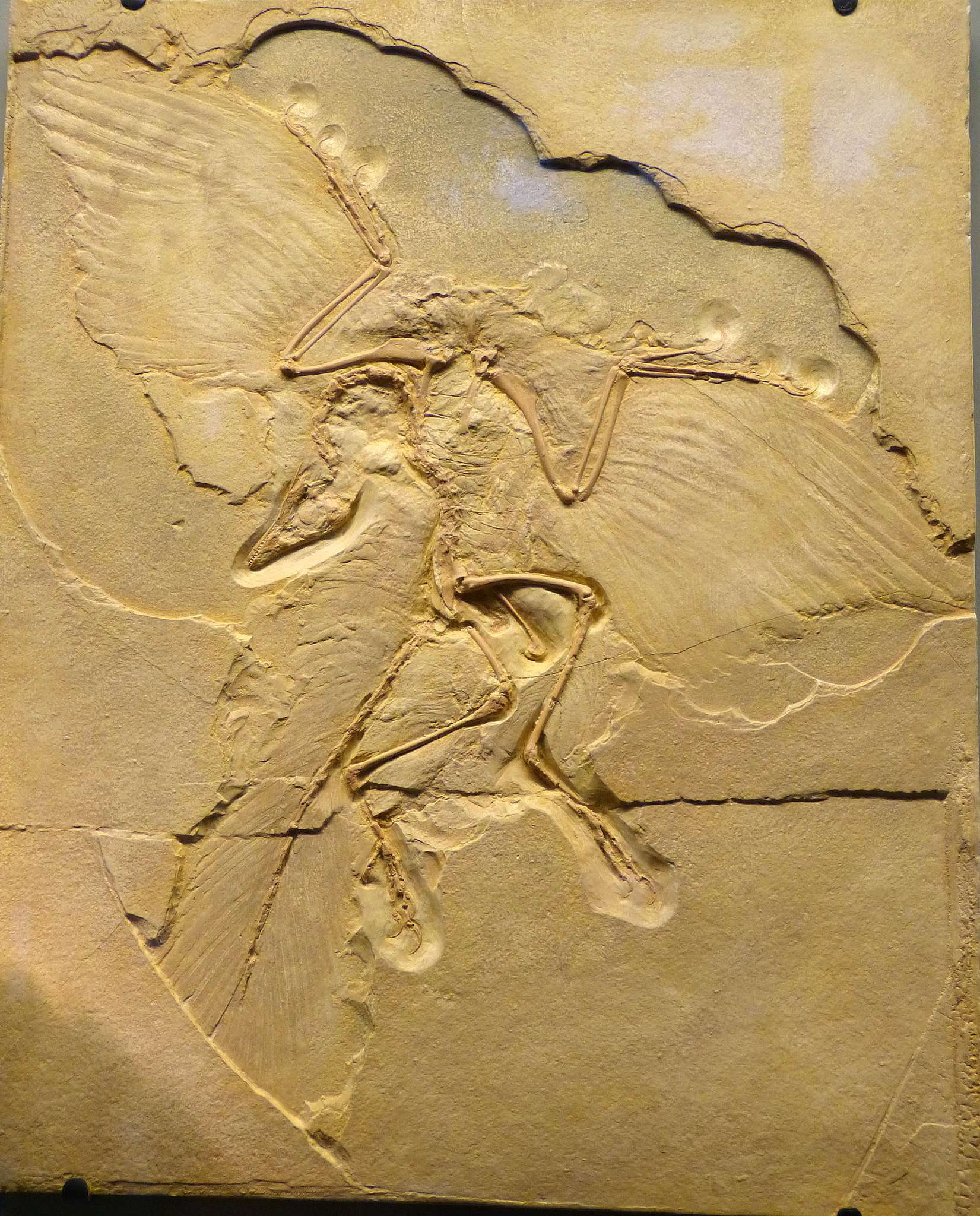 Archaeopteryx Fossil