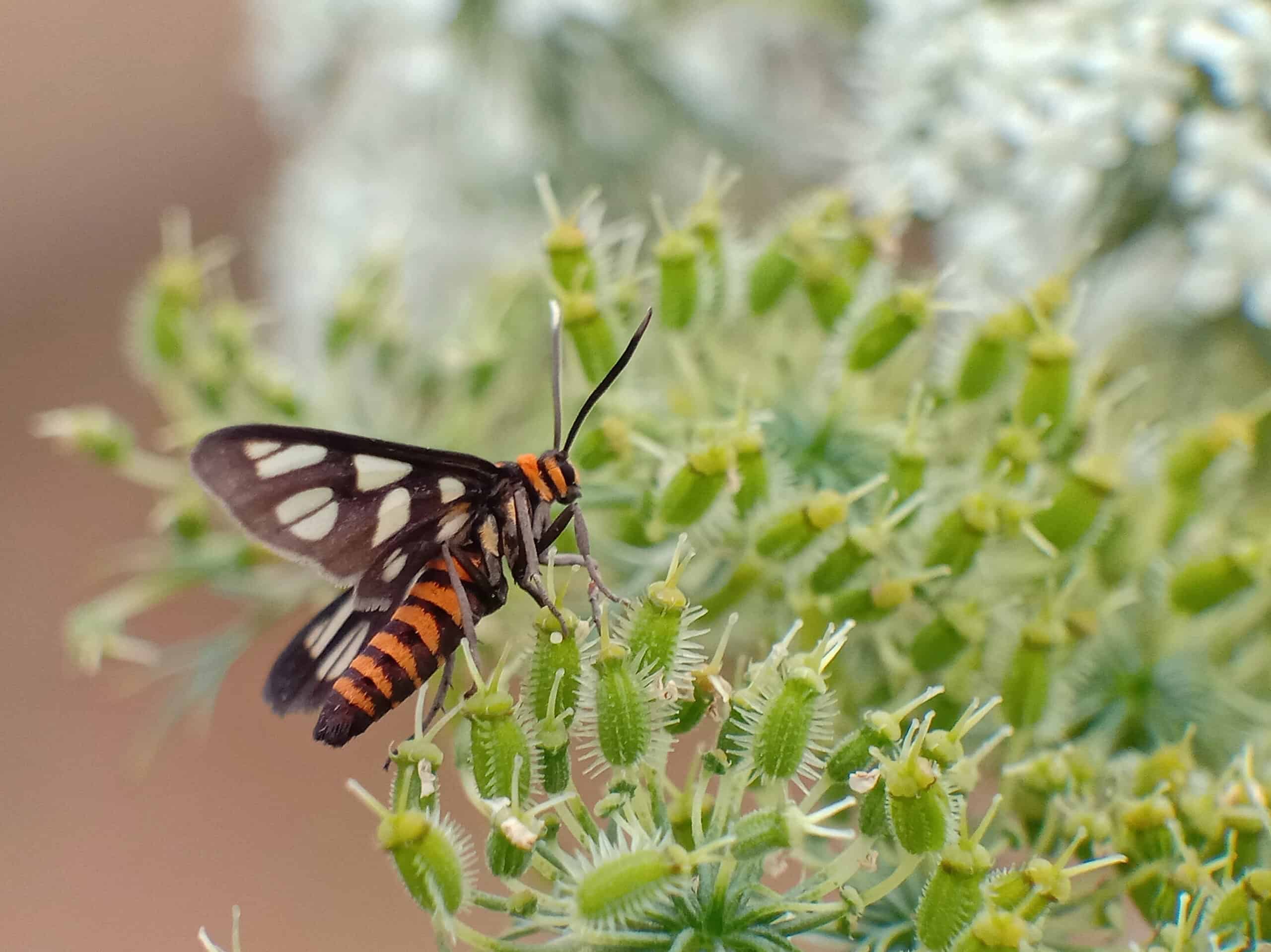 Tiger Moth Arctiinae