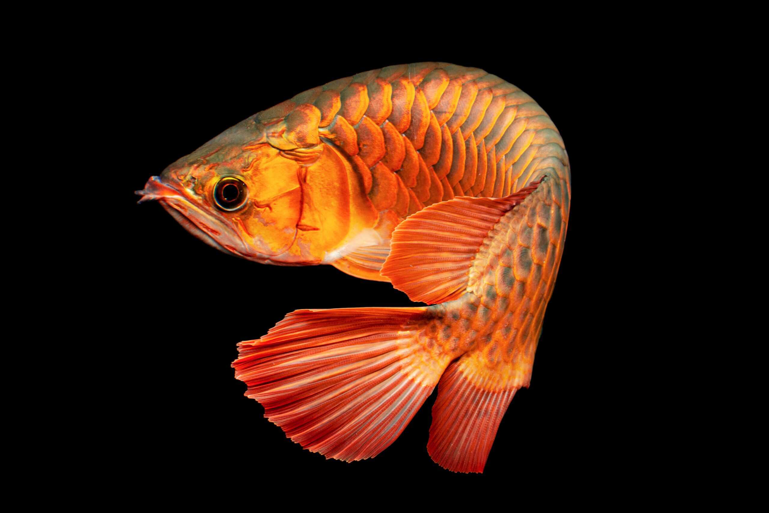 Asian Arowana