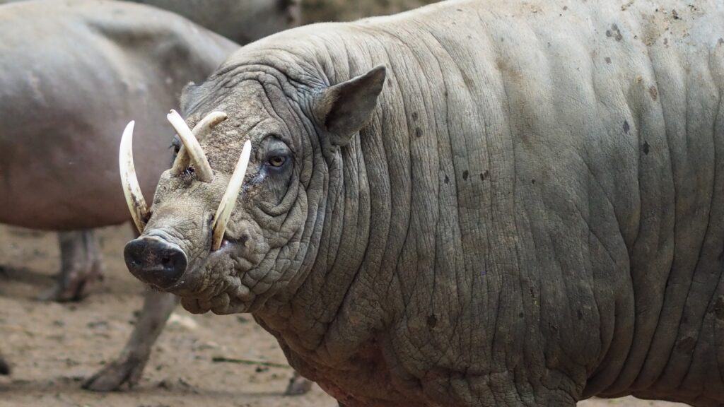 Babirusa