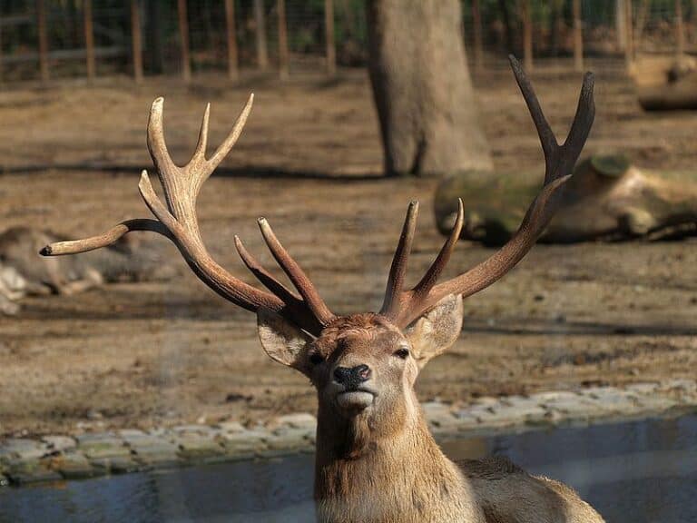 The 19 Rarest Deer and Antelope Species Around the World - Rarest.org