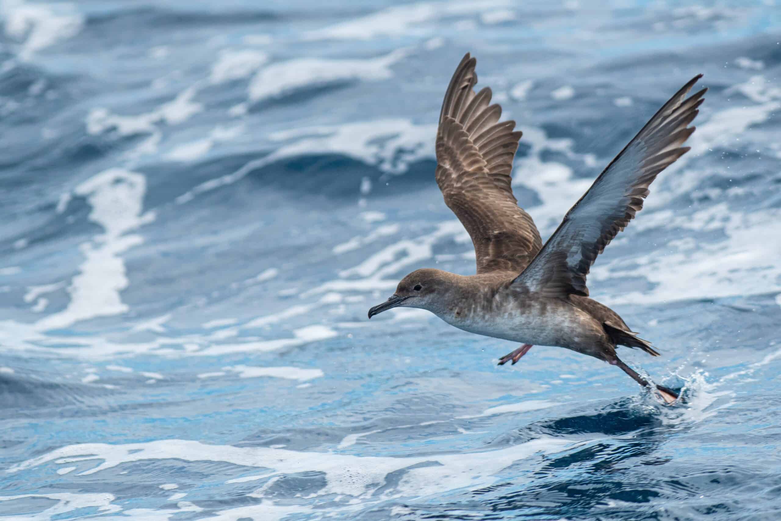 Balearic Shearwater