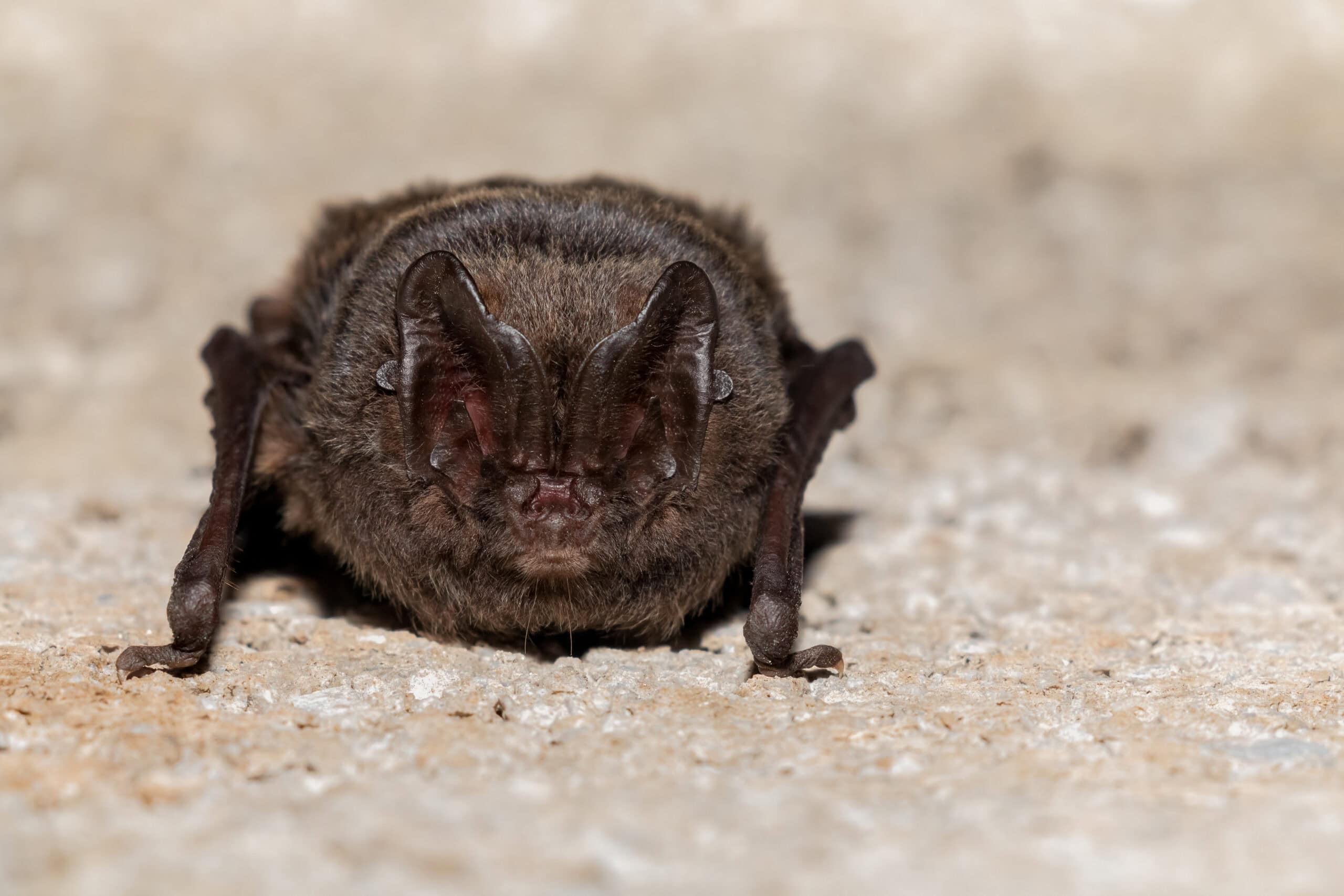 Barbastelle Bat