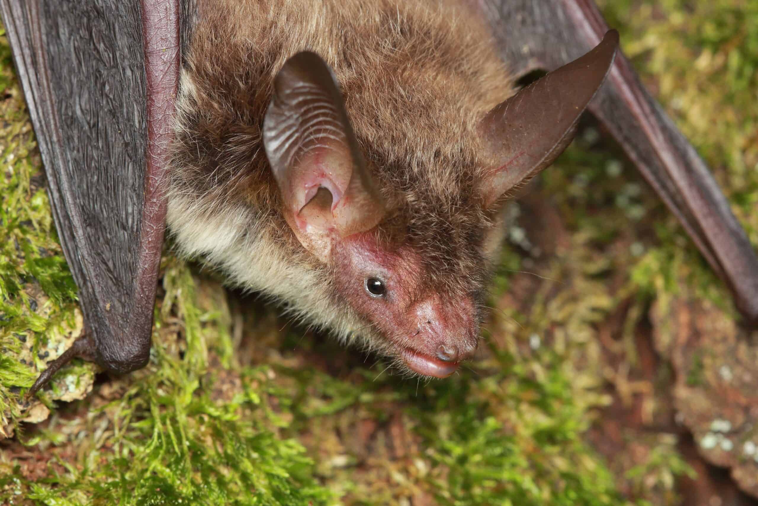 Bechstein’s Bat