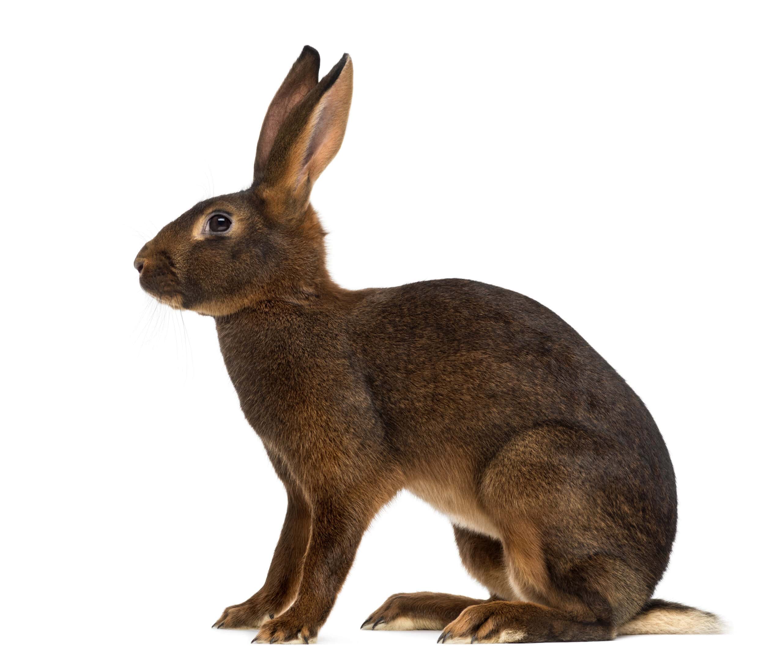 Belgian Hare