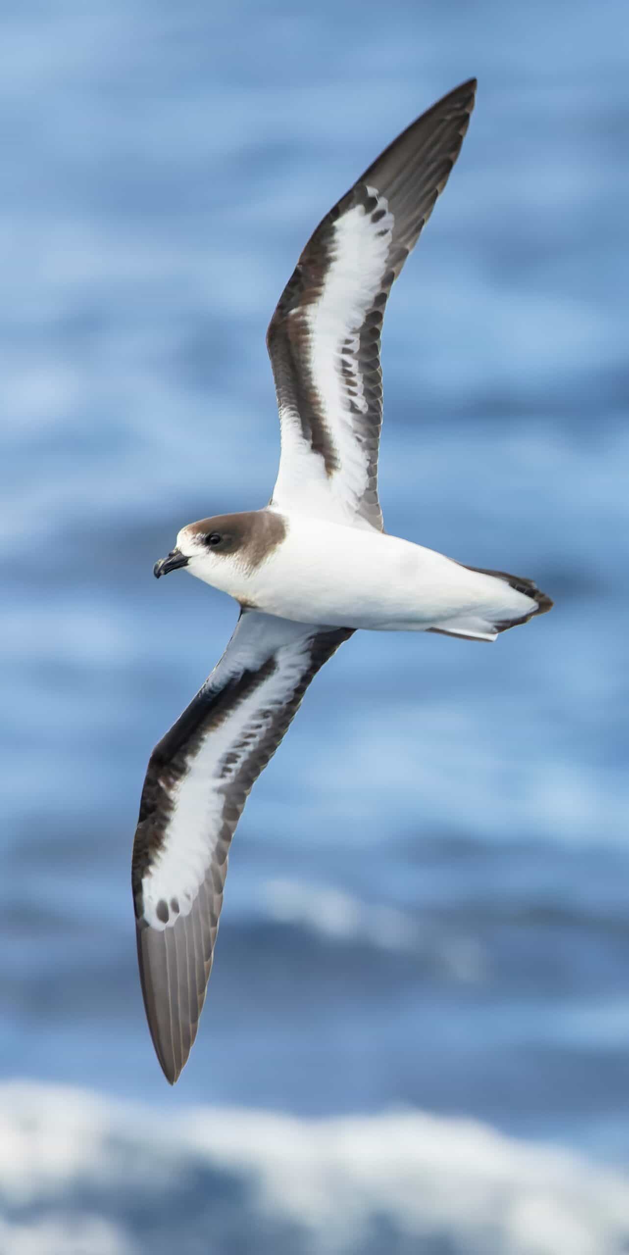 Bermuda Petrel