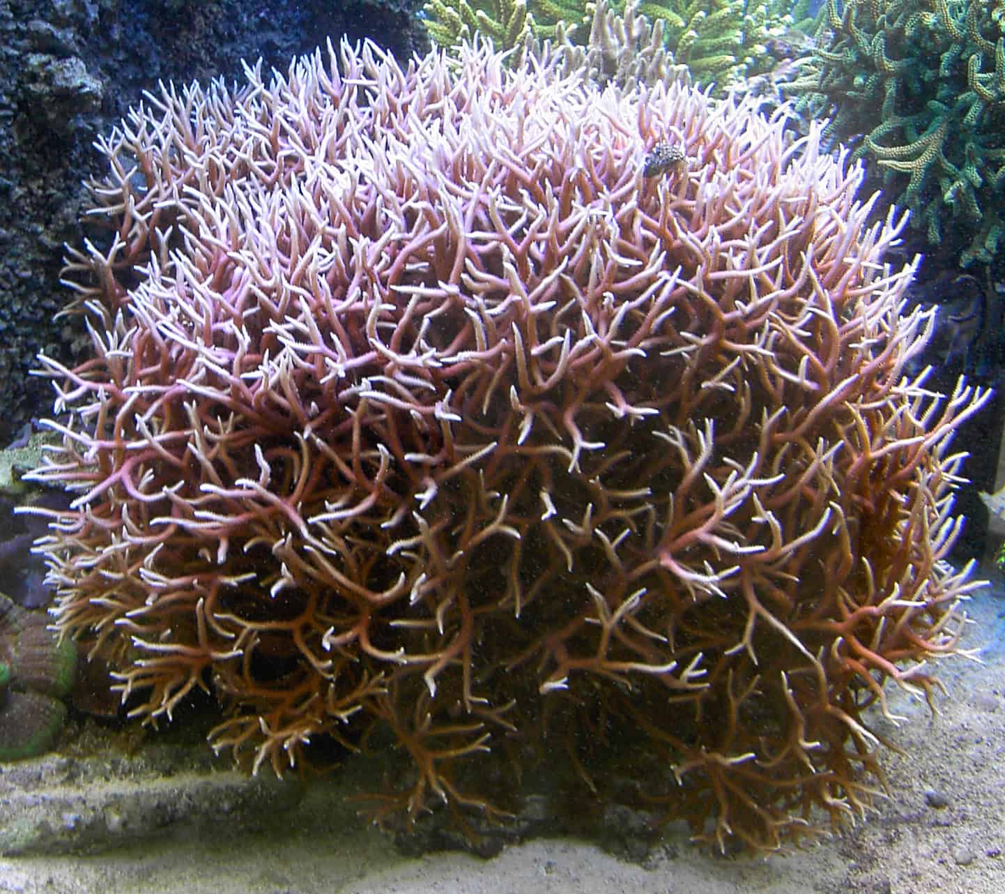 Bird's Nest Coral (Seriatopora hystrix)