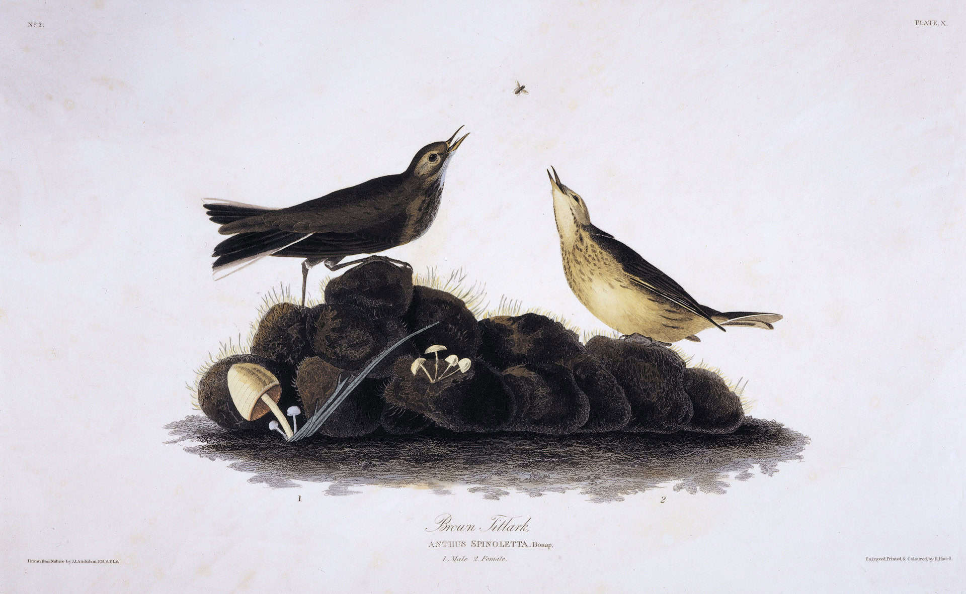 Birds-of-America-by-John-James-Audubon-1827%E2%80%931838.jpg