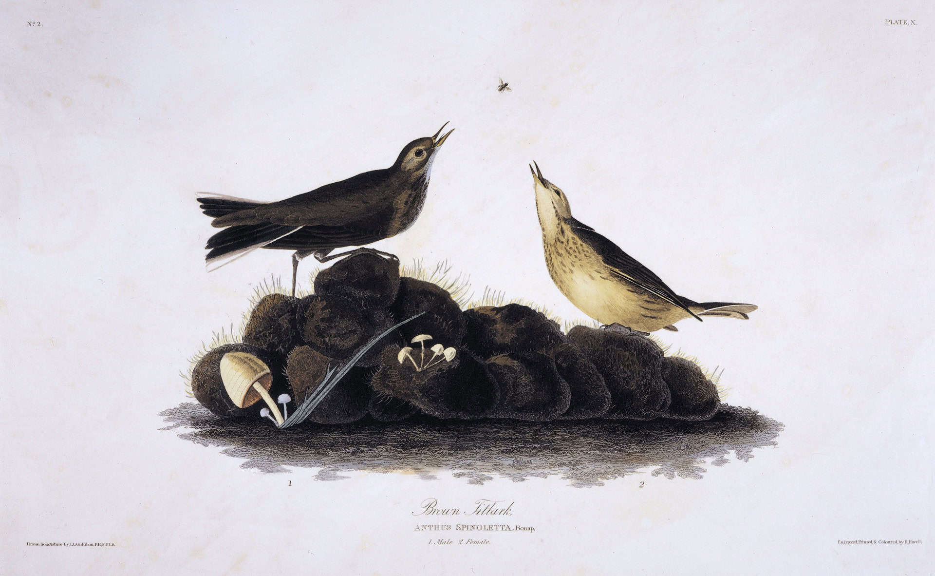 Birds of America by John James Audubon (1827–1838)